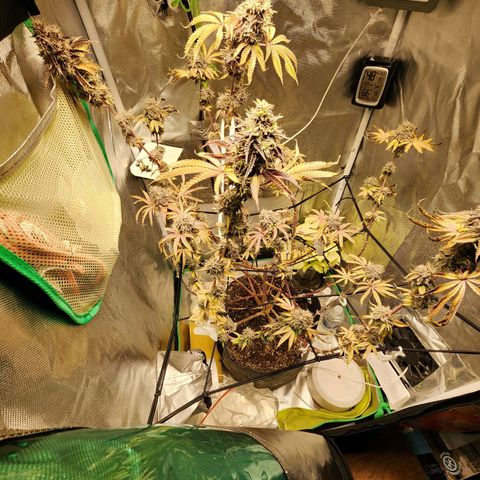 No haircut growlog photo: Humm...