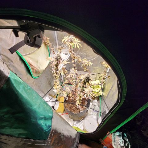 No haircut growlog photo: Humm...