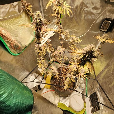 No haircut growlog photo: Humm...