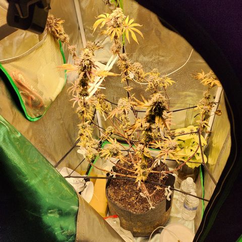 No haircut growlog photo: Humm...