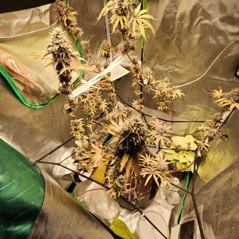 No haircut growlog photo: Humm...