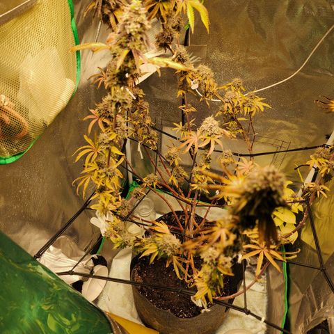 No haircut growlog photo: Yummy 😋 