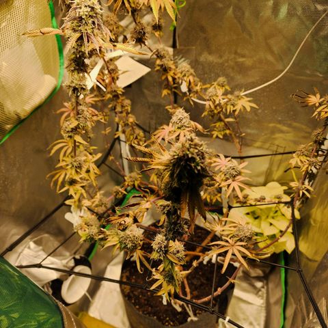 No haircut growlog photo: Yummy 😋 