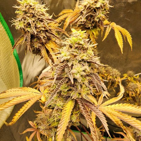 No haircut growlog photo: Yummy 😋 