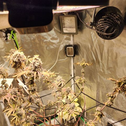 No haircut growlog photo: Ready?