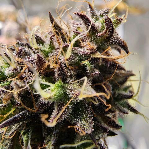 No haircut growlog photo: Ready?