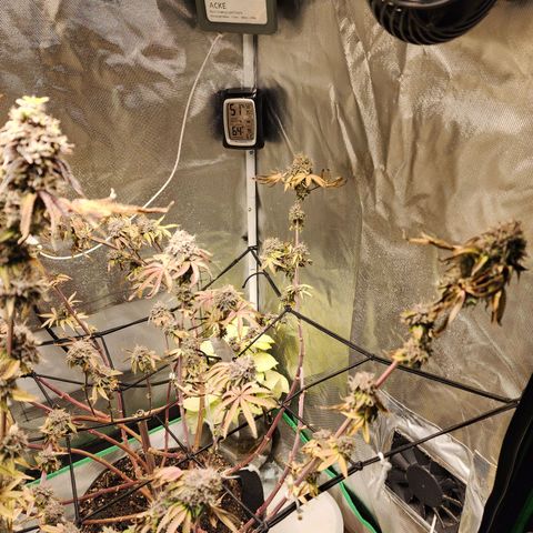 No haircut growlog photo: Ready?