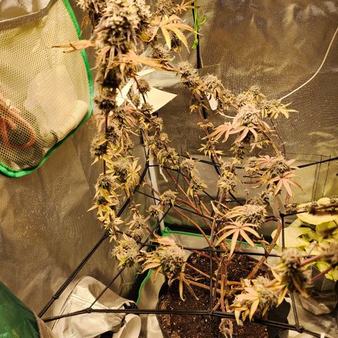 No haircut growlog photo: Ready?