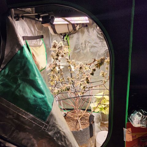 No haircut growlog photo: ???