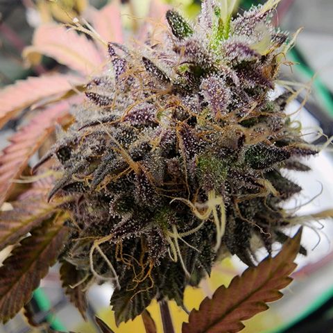 No haircut growlog photo: ???