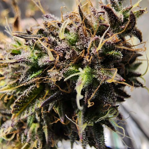 No haircut growlog photo: ???