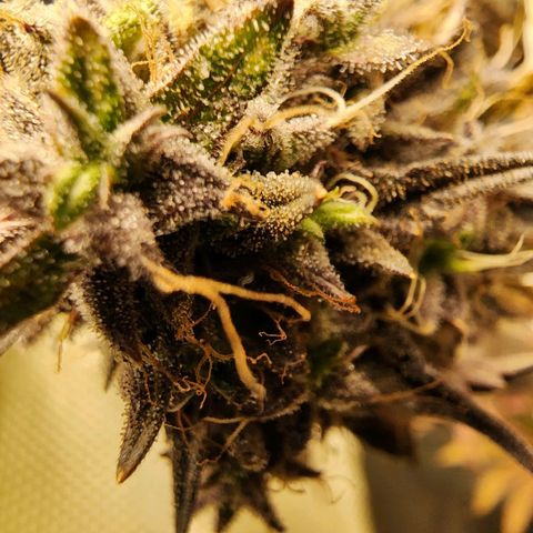 No haircut growlog photo: ???