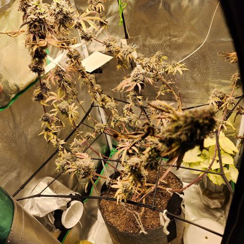 No haircut growlog photo: ???