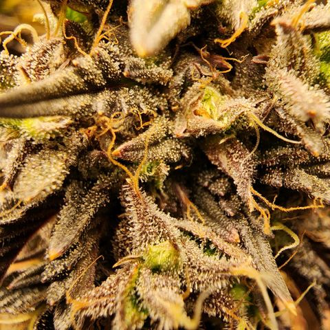 No haircut growlog photo: ???