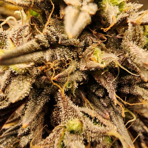 No haircut growlog photo: ???