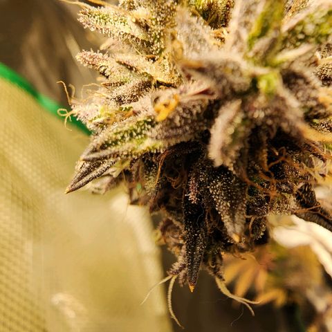 No haircut growlog photo: ???