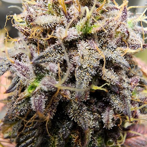 No haircut growlog photo: ???