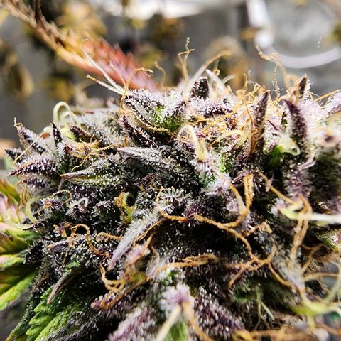 No haircut growlog photo: ???