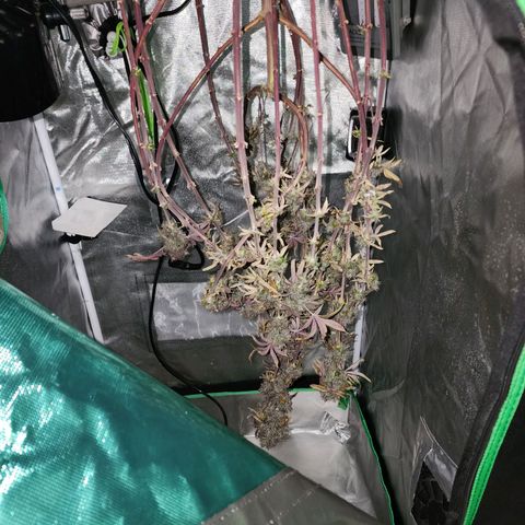 No haircut growlog photo: Drying started 10am 66 degrees 41 rh. Will check in an hour 