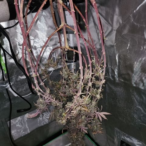 No haircut growlog photo: Drying started 10am 66 degrees 41 rh. Will check in an hour 