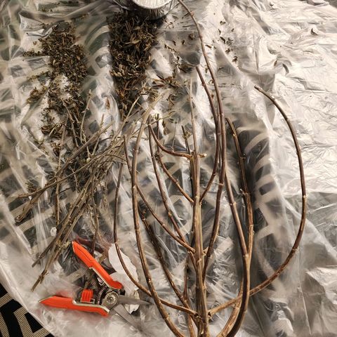 No haircut growlog photo: Jared