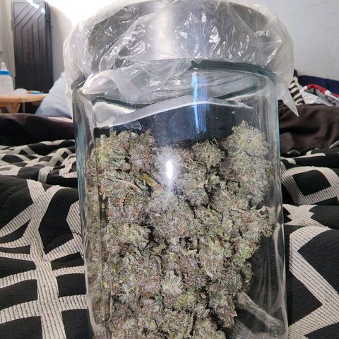 No haircut growlog photo: Jared