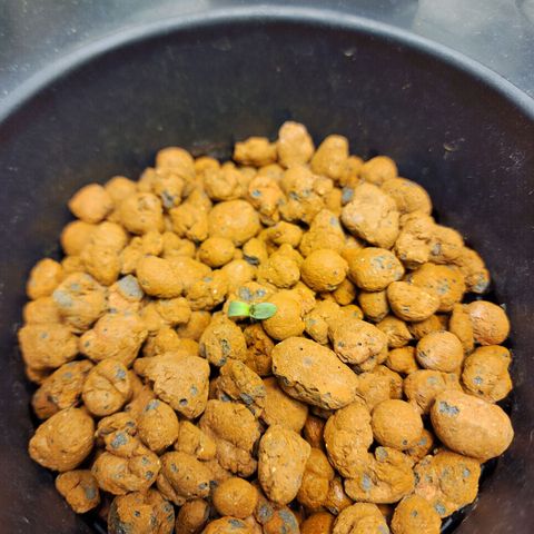 Cinex growlog photo: Day 2 in the dwc bucket 🪣 