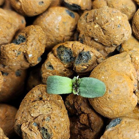 Cinex growlog photo: Day 2 in the dwc bucket 🪣 