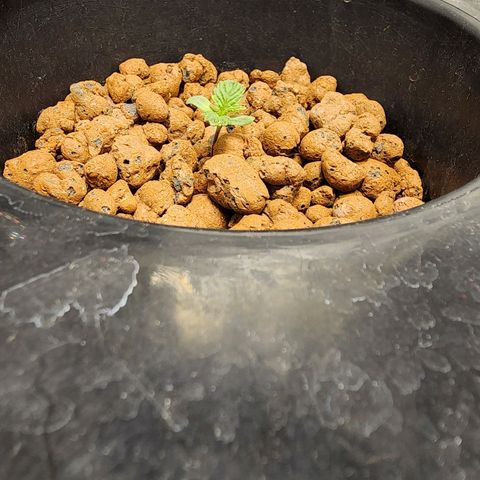 Cinex growlog timeline photo