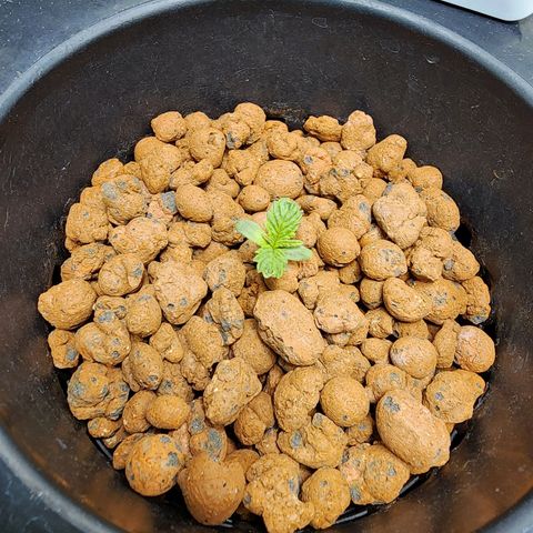 Cinex growlog timeline photo