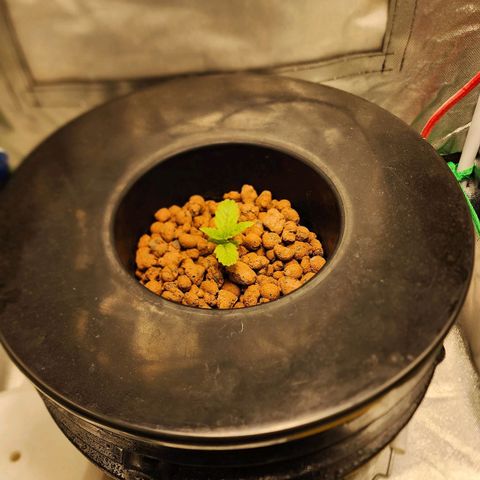 Cinex growlog timeline photo