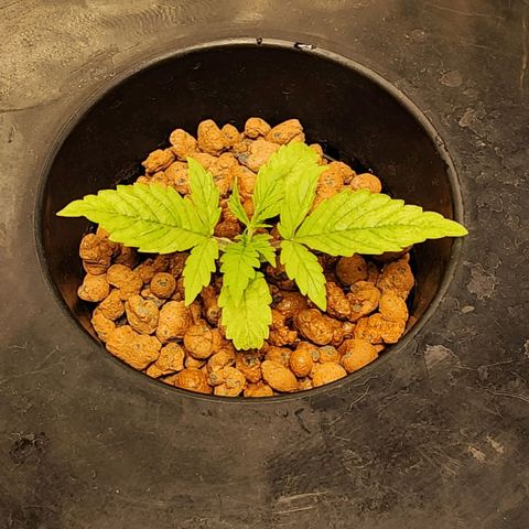 Cinex growlog photo: First feed today