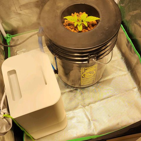 Cinex growlog photo: First feed today