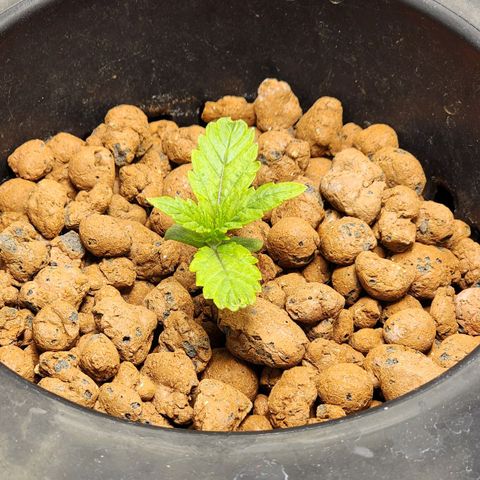 Cinex growlog timeline photo