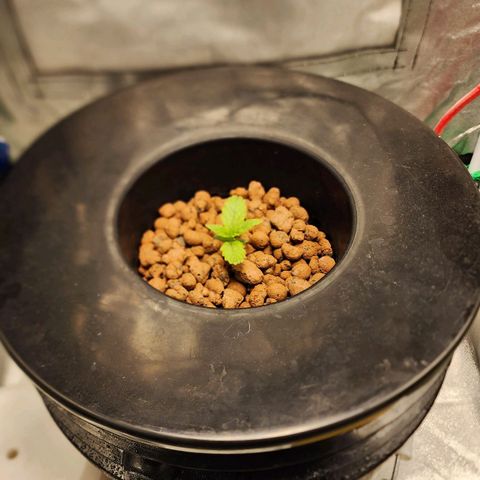 Cinex growlog timeline photo