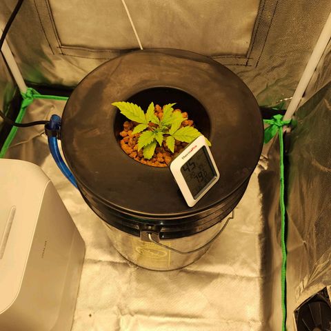 Cinex growlog photo: Humidity under control now. 😑 