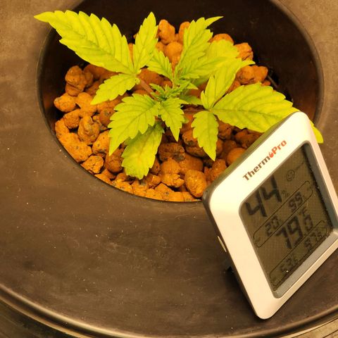 Cinex growlog photo: Humidity under control now. 😑 