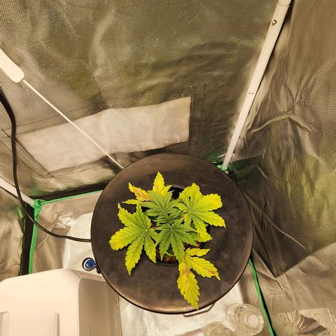 Cinex growlog photo: Nutrient deficiency... ph 5.8...fed at full strength today.