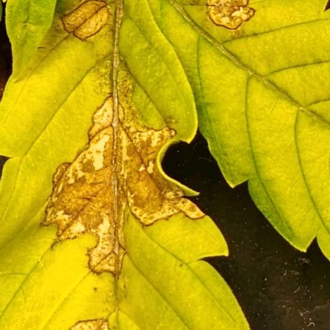 Cinex growlog photo: Nutrient deficiency... ph 5.8...fed at full strength today.
