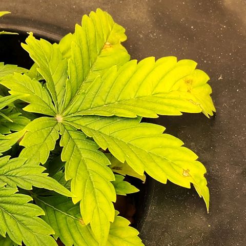 Cinex growlog photo: Nutrient deficiency... ph 5.8...fed at full strength today.