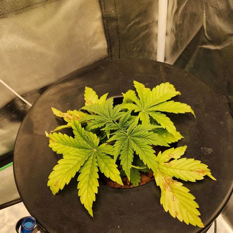 Cinex growlog photo: Nutrient deficiency... ph 5.8...fed at full strength today.