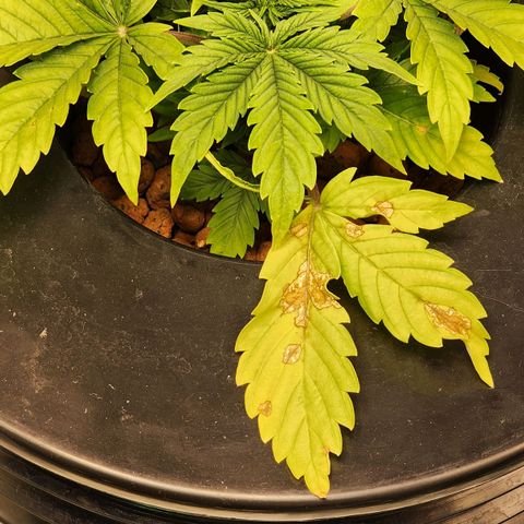 Cinex growlog photo: Nutrient deficiency... ph 5.8...fed at full strength today.