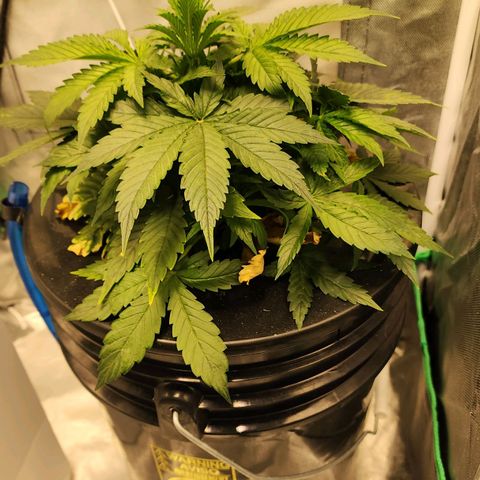 Cinex growlog timeline photo