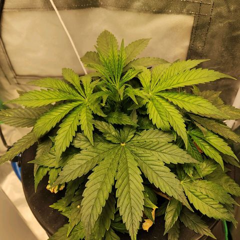 Cinex growlog timeline photo