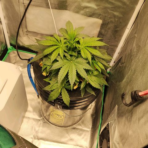 Cinex growlog timeline photo