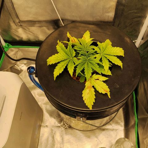 Cinex growlog timeline photo