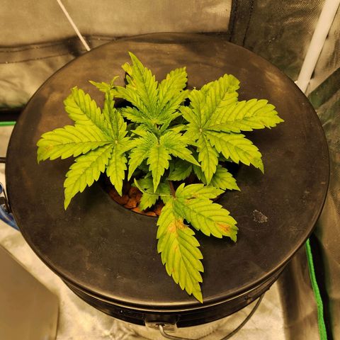 Cinex growlog timeline photo