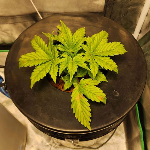 Cinex growlog timeline photo