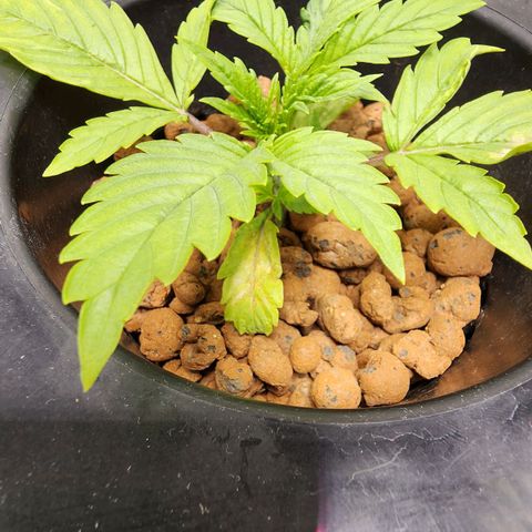 Cinex growlog timeline photo