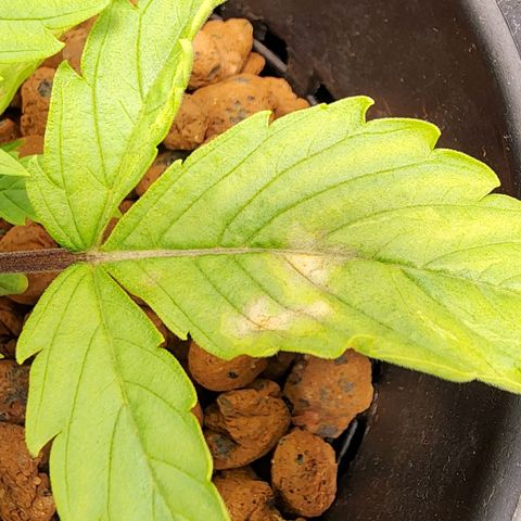 Cinex growlog timeline photo